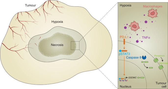 Pd L1 Controls Cancer Pyroptosis Nature Cell Biology