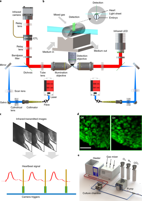 Long-term, in toto live imaging of cardiomyocyte behaviour during mouse ventricle chamber formation at single-cell resolution