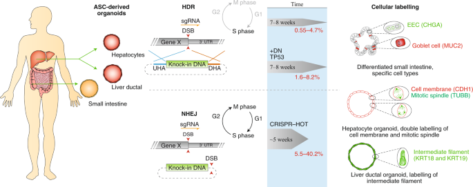 Engineering human knock-in organoids