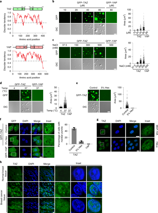 Phase separation of taz compartmentalizes the transcription machinery to promote gene expression