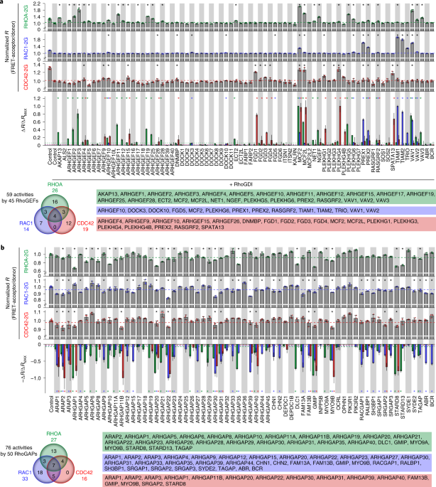 Systems Analysis Of Rhogef And Rhogap Regulatory Proteins Reveals