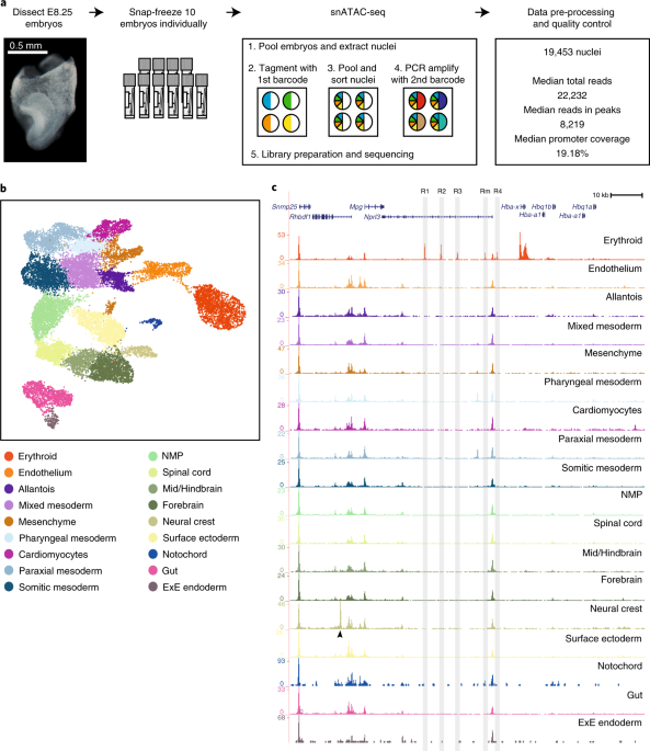 Single-cell chromatin accessibility maps reveal regulatory programs driving early mouse organogenesis