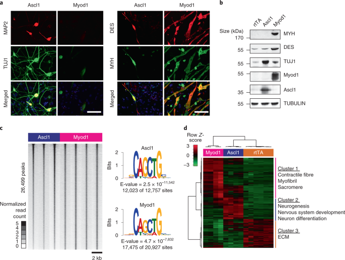 Pro-neuronal activity of myod1 due to promiscuous binding to neuronal genes