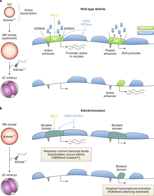 Setting the chromatin stage in oocytes