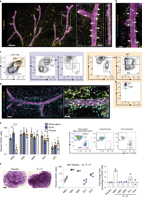 Tissue Resident Ductal Macrophages Survey The Mammary Epithelium And Facilitate Tissue Remodelling Nature Cell Biology