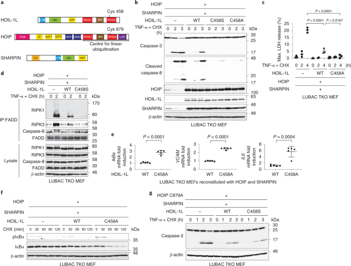The Hoil 1l Ligase Modulates Immune Signalling And Cell Death Via Monoubiquitination Of Lubac Nature Cell Biology The Hoil 1l Ligase Modulates Immune Signalling And Cell Death Via Monoubiquitination Of Lubac Nature Cell Biology