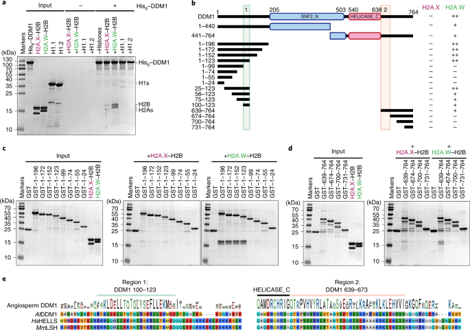 The Chromatin Remodeler Ddm1 Prevents Transposon Mobility Through Deposition Of Histone Variant H2a W Nature Cell Biology