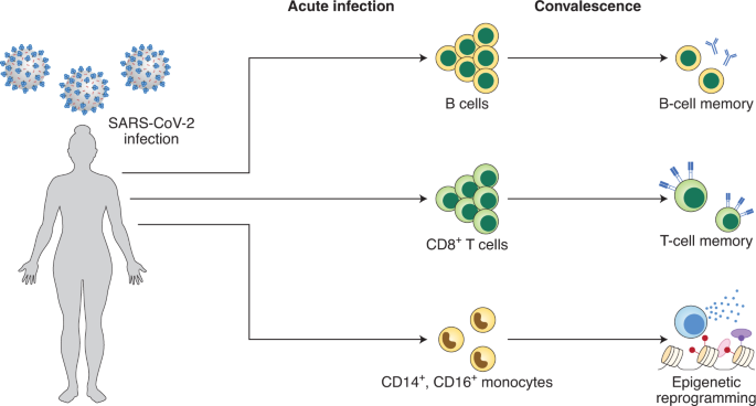 Immune memory in individuals w...