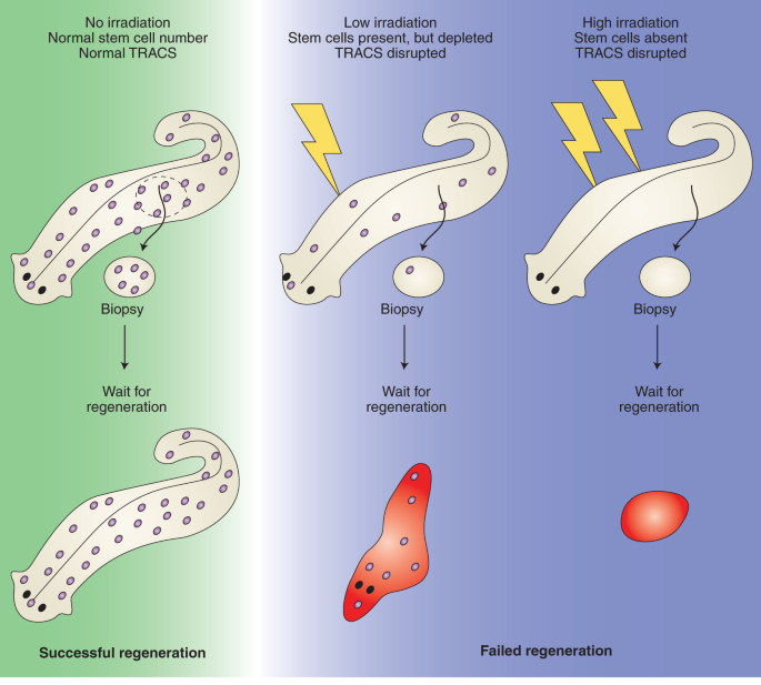 Stem cell progeny liaisons in regeneration