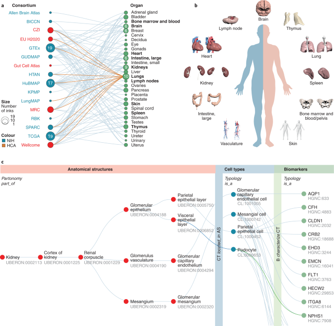 Online posters, Book posters, Anatomy reference