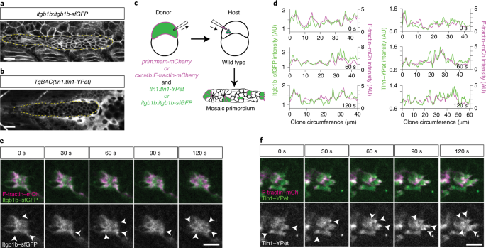 Rear traction forces drive adherent tissue migration in vivo