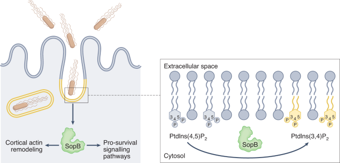 phospho dsip Phosphoinositide phosphorylation sans kinase