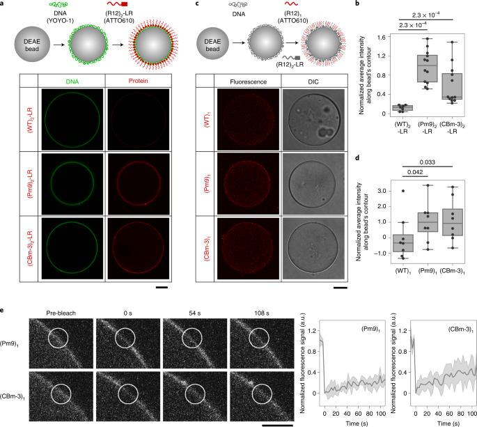 Cell cycle-specific phase separation regulated by protein charge blockiness