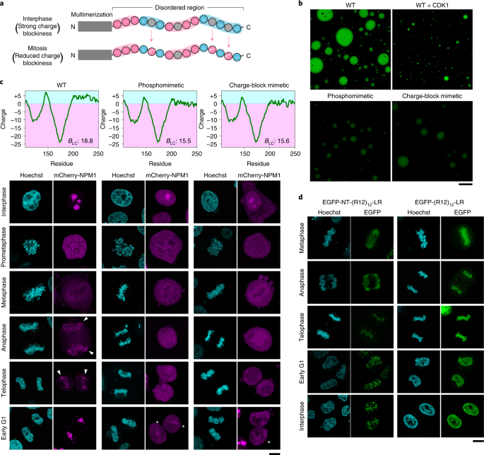 Cell cycle-specific phase separation regulated by protein charge blockiness
