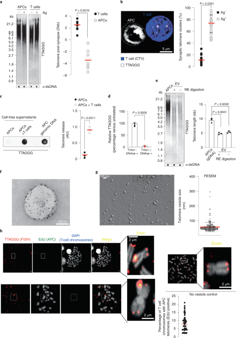 An intercellular transfer of telomeres rescues T cells from senescence and  promotes long-term immunological memory | Nature Cell Biology