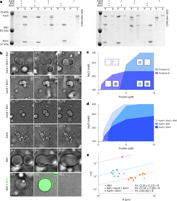 Multivalency ensures persistence of a +tip body at specialized microtubule ends