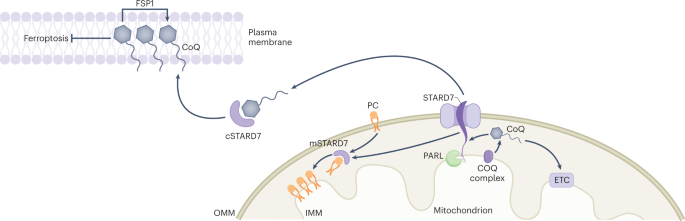 Start smuggling coq to fight ferroptosis
