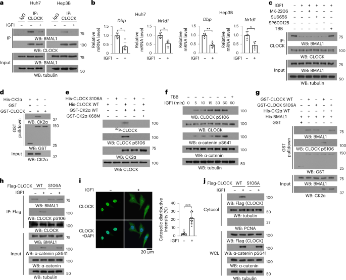 Nucleus-exported clock acetylates prps to promote de novo nucleotide synthesis and liver tumour growth