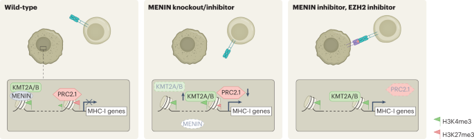 Dissecting MENIN in bivalent gene regulation