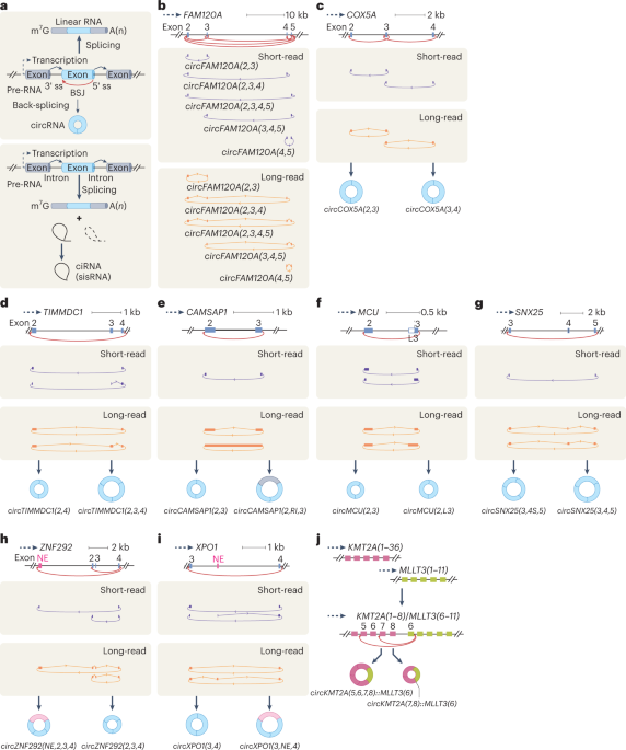 A guide to naming eukaryotic circular rnas