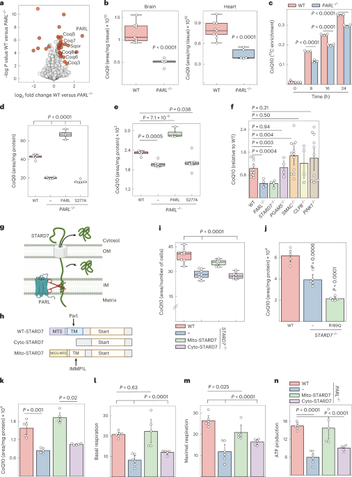 Mitochondria regulate intracellular coenzyme q transport and ferroptotic resistance via stard7