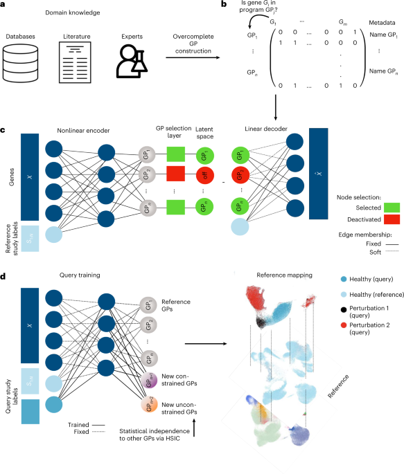 Biologically informed deep learning to query gene programs in single-cell atlases