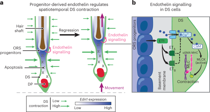 Endothelin signalling drives dermal sheath smooth muscle contraction for hair follicle regression