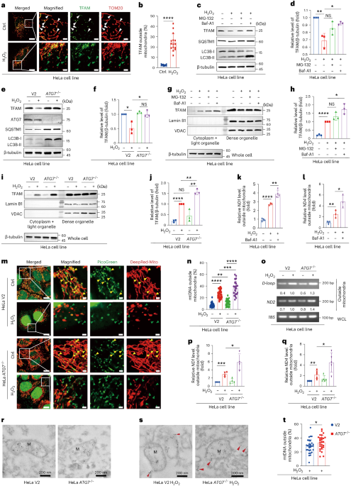 TFAM is an autophagy receptor that limits inflammation by binding to  cytoplasmic mitochondrial DNA | Nature Cell Biology