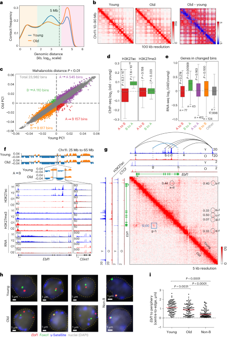 Three-dimensional chromatin reorganization regulates B cell development during ageing