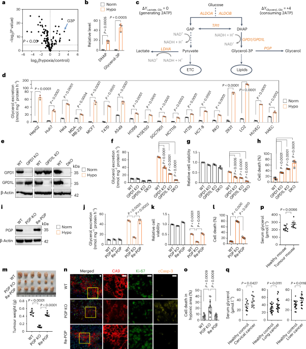 Ampk-regulated glycerol excretion maintains metabolic crosstalk between reductive and energetic stress
