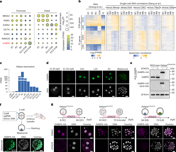 The transcription factor gabpa is a master regulator of naive pluripotency