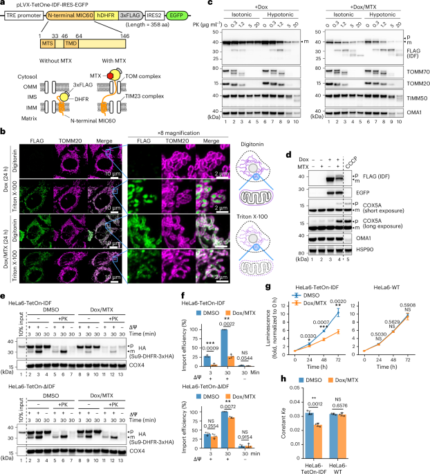 Mitochondrial yme1l1 governs unoccupied protein translocase channels