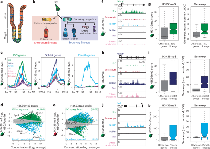 H3k36 methylation regulates cell plasticity and regeneration in the intestinal epithelium