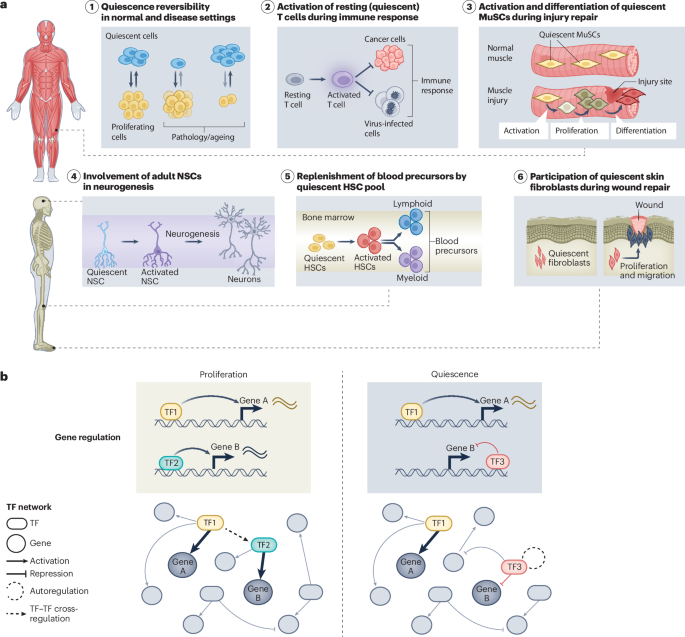 Transcription factor networks in cellular quiescence