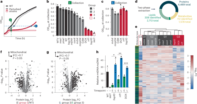 Triacylglycerol mobilization underpins mitochondrial stress recovery