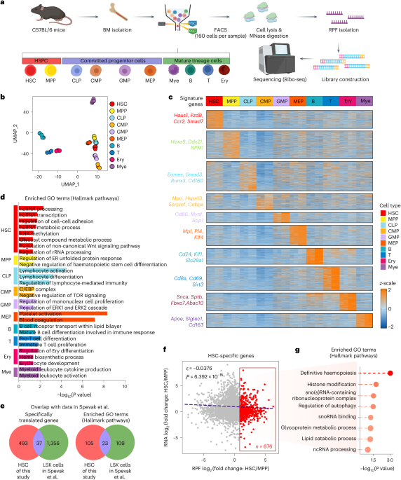 Snord113–114 cluster maintains haematopoietic stem cell self-renewal via orchestrating the translation machinery