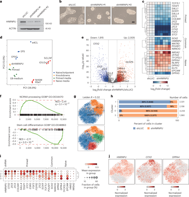 The nuclear matrix stabilizes primed-specific genes in human pluripotent stem cells