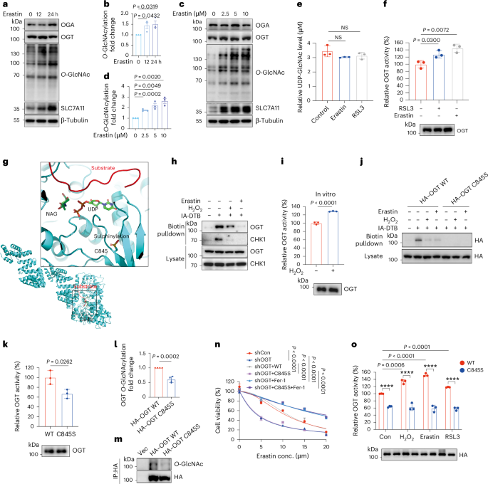 A ROS-mediated oxidation-O-GlcNAcylation cascade governs ferroptosis - Nature Cell Biology