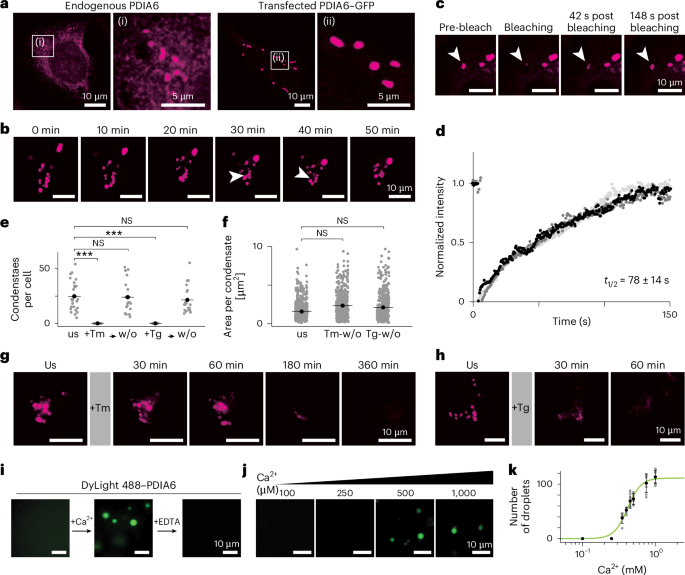 glutathione makes skin glow Biological effects of 5G-modulated 700 MHz RF-EMF exposure on neuronal and  glial cell models under isothermal conditions main image 1