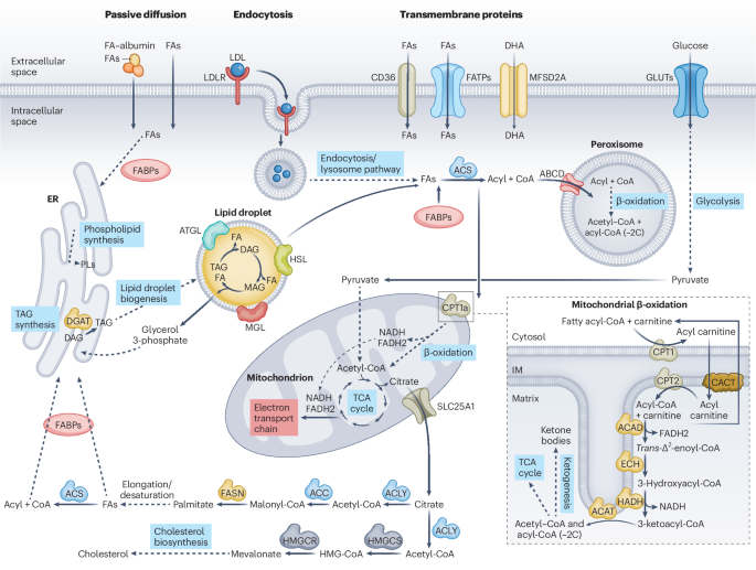 half life of l carnitine injection L-Carnitine | Linus Pauling Institute