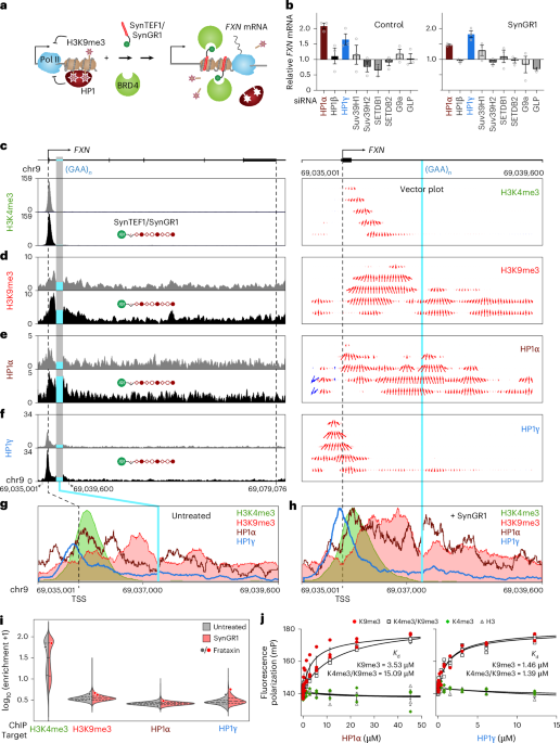 BRD4 recruitment into HP1 condensates desilences transcription without erasure of repressive chromatin - Nature Cell Biology