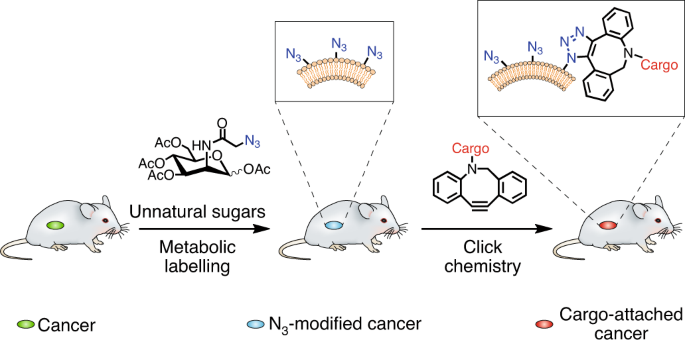 Metabolic Glycan Labelling For Cancer Targeted Therapy Nature Chemistry