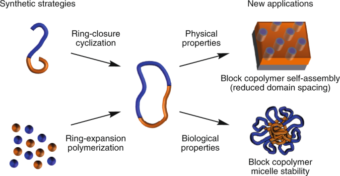 Mobility of Water and Polymer Species and Rheological Properties