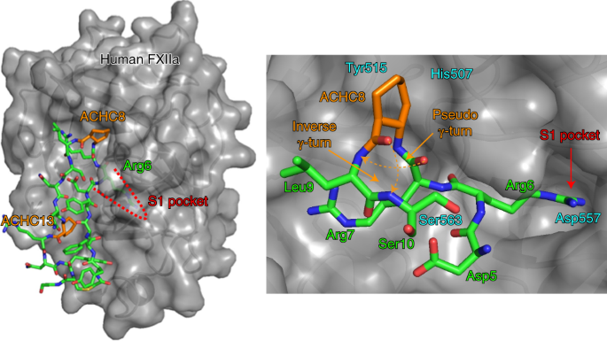 Ribosomal synthesis and de novo discovery of bioactive foldamer peptides containing cyclic β-amino acids | Nature Chemistry Ribosomal synthesis and de novo discovery of bioactive foldamer peptides containing cyclic β-amino acids | Nature Chemistry