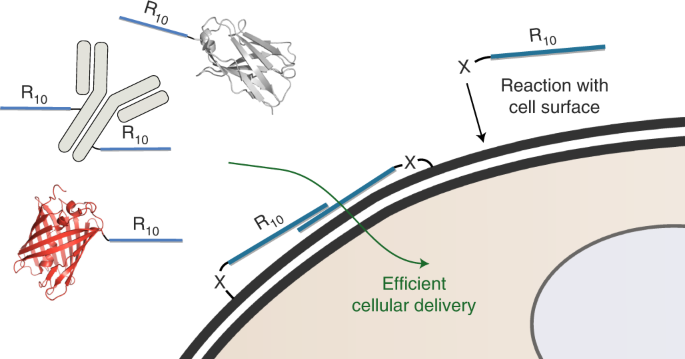 Cellular Uptake Of Large Biomolecules Enabled By Cell Surface Reactive Cell Penetrating Peptide Additives Nature Chemistry Cellular Uptake Of Large Biomolecules Enabled By Cell Surface Reactive Cell Penetrating Peptide Additives Nature Chemistry