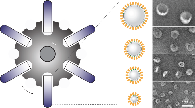 Sorting sub-150-nm liposomes of distinct sizes by dna-brick-assisted centrifugation
