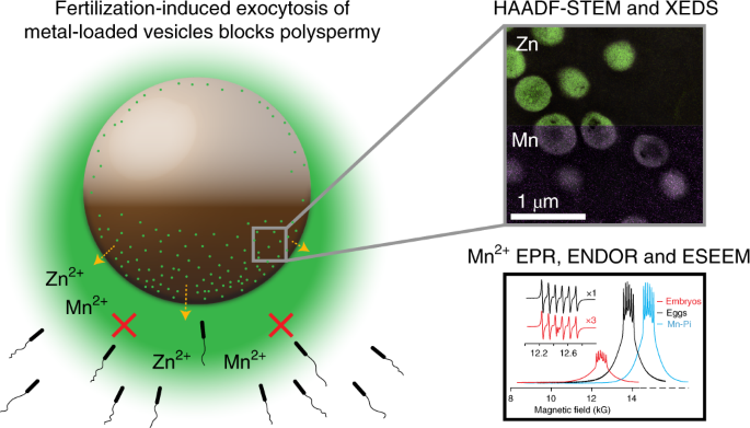 Metal ion fluxes controlling amphibian fertilization | Nature Chemistry
