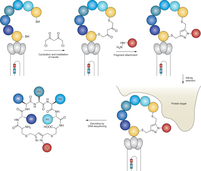 Combining biological and chemical diversity