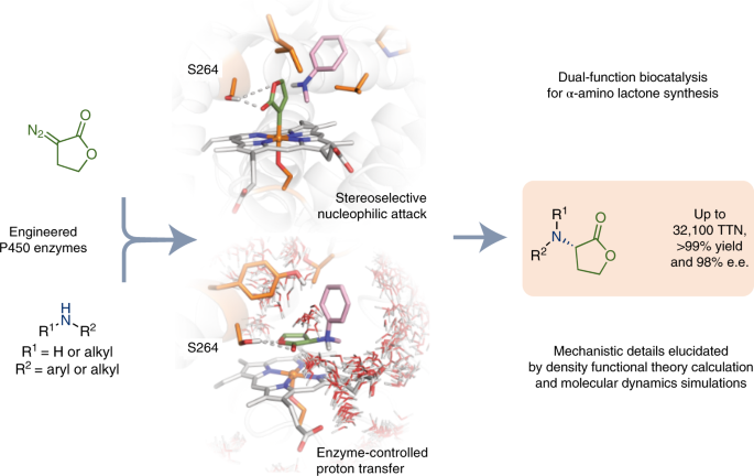 Dual-function enzyme enantioselective carbon–nitrogen bond formation |