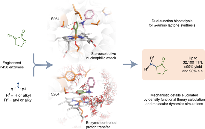 Dual-function enzyme catalysis for enantioselective carbon–nitrogen bond formation